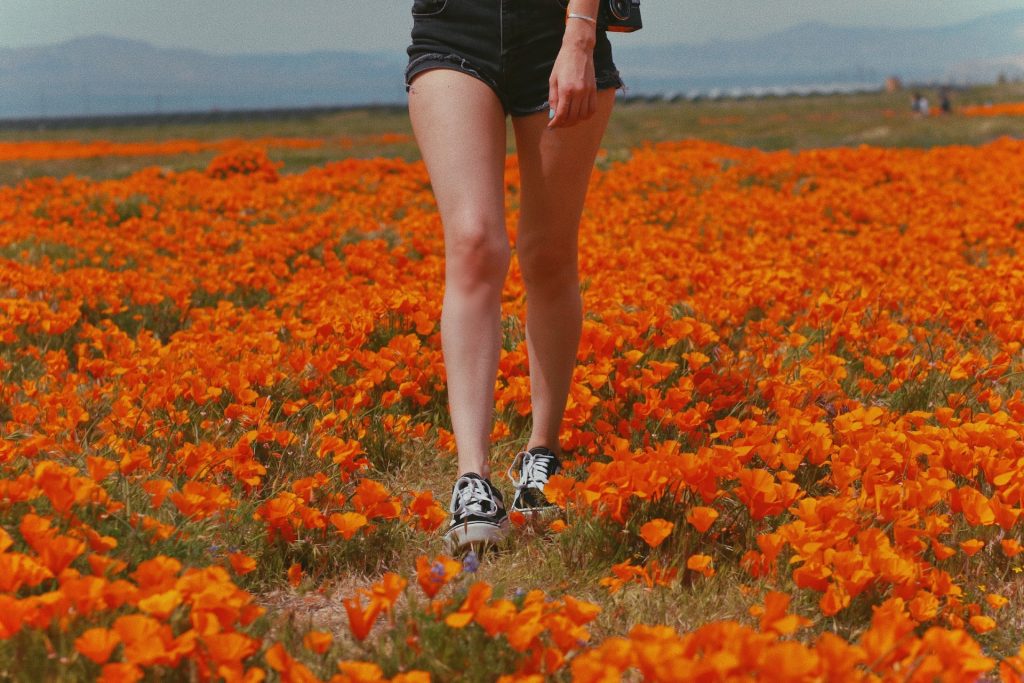 Red Poppies Super Bloom