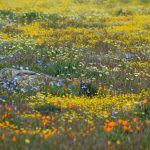 The 2024 California Wildflower Super Bloom: A Spectacular Natural Event