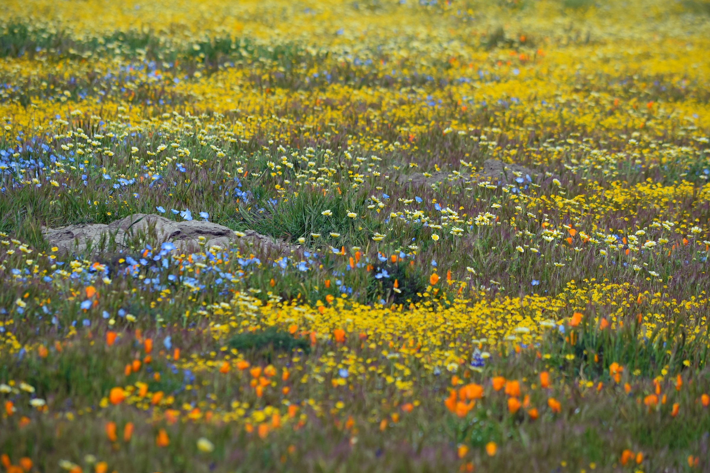 The 2024 California Wildflower Super Bloom: A Spectacular Natural Event