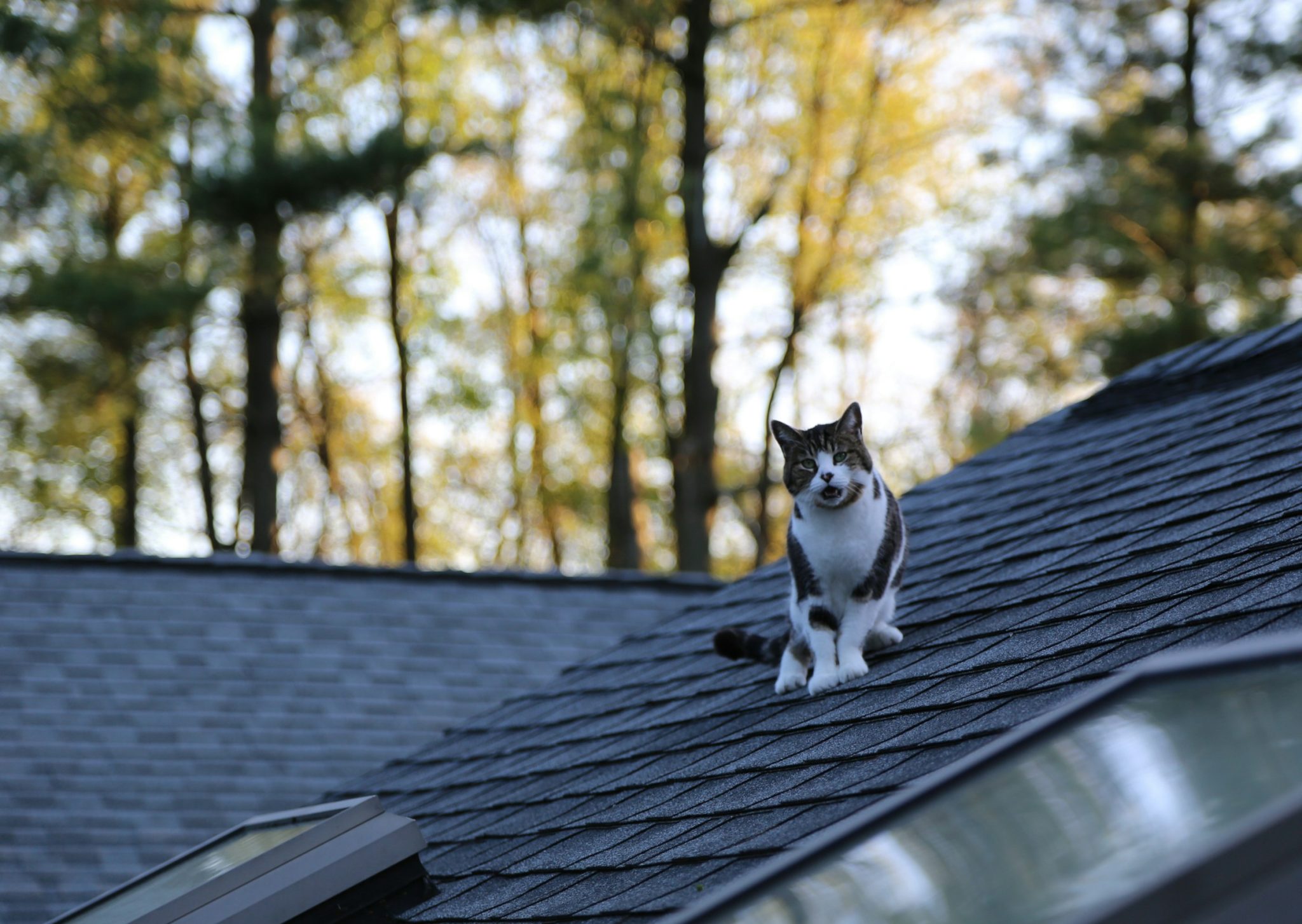 Roof Replacement Cost: Complete Guide