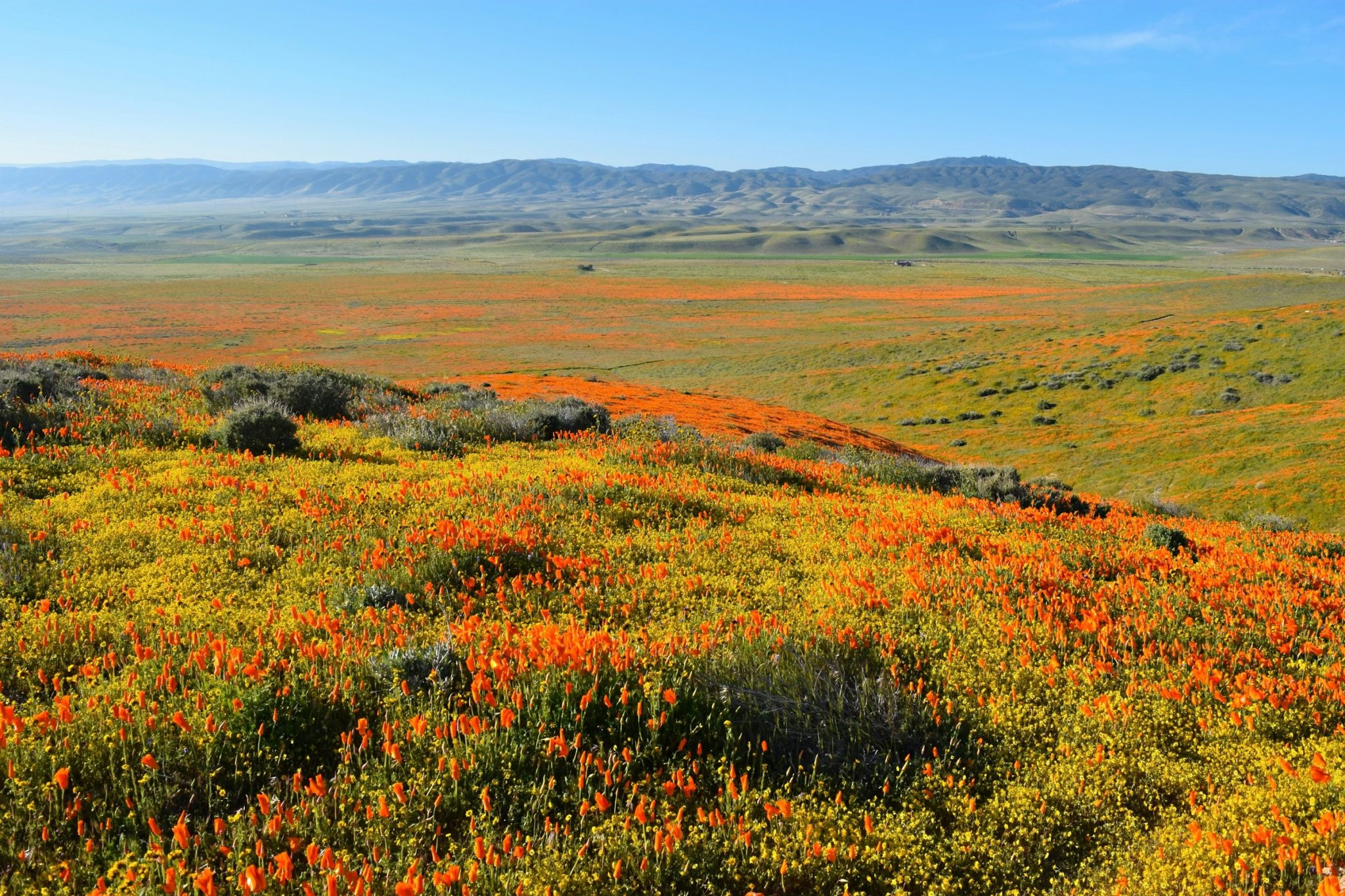 5 Hidden Super Bloom Spots Most Guides Miss 5 Hidden Super Bloom Spots Most Guides Miss