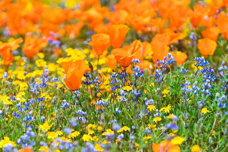 5 Hidden Super Bloom Spots Most Guides Miss
