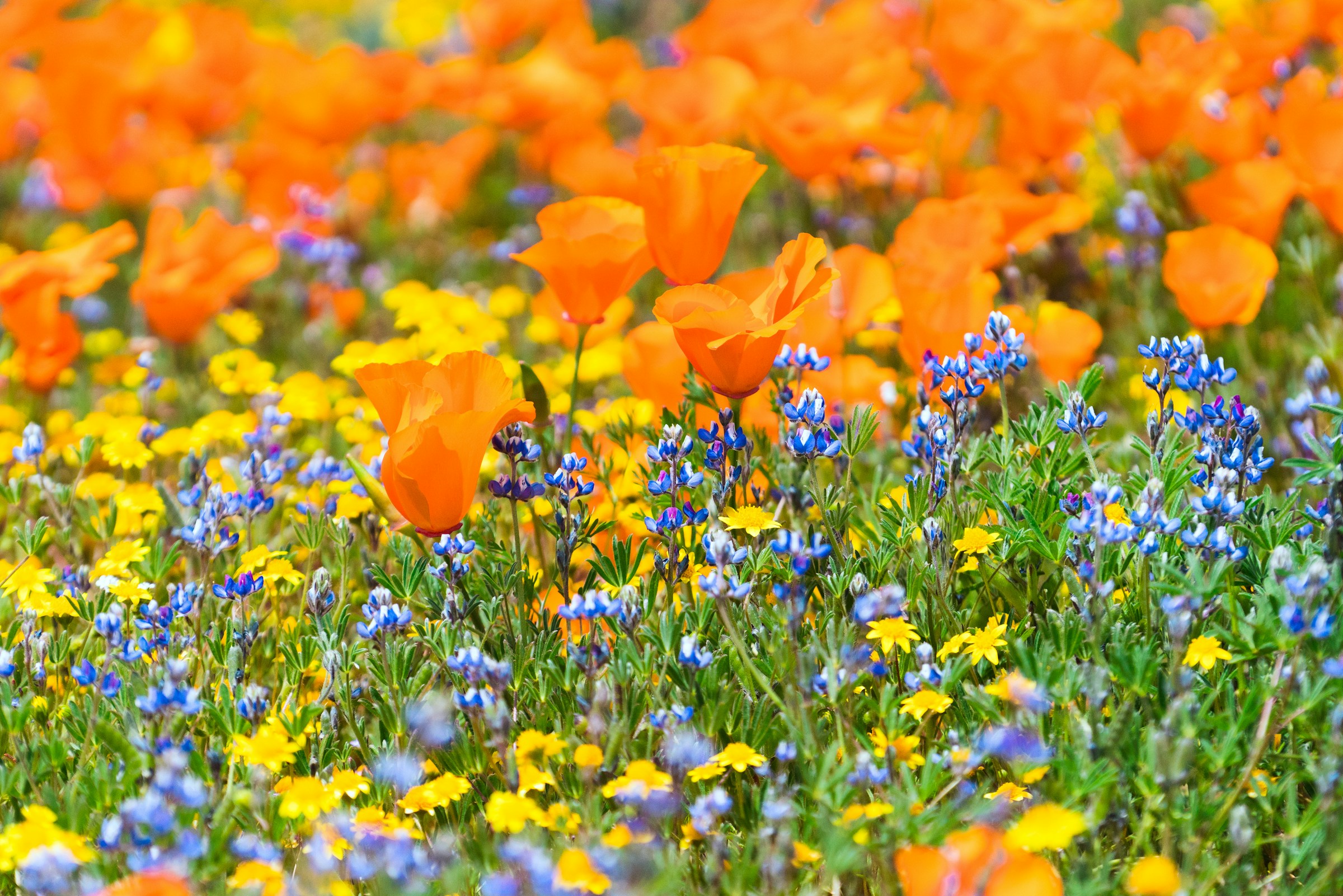 5 Hidden Super Bloom Spots Most Guides Miss